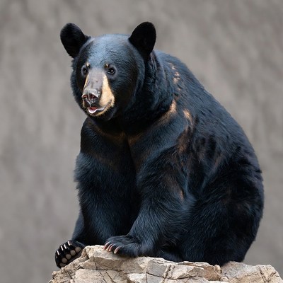 Black bear sitting on rock