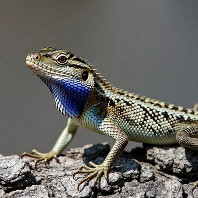 Blue-throated lizard on rock
