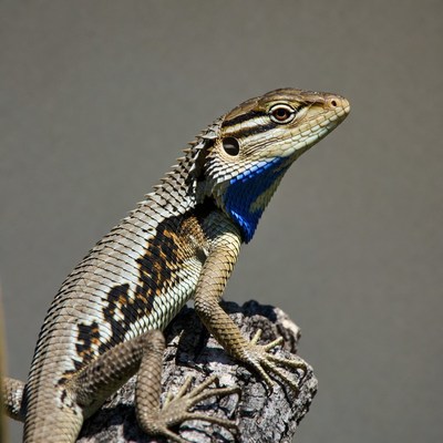Lizard with blue throat on rock