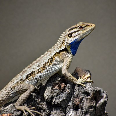 Lizard with blue throat on rock