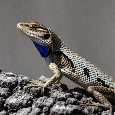 Lizard with blue throat on rock