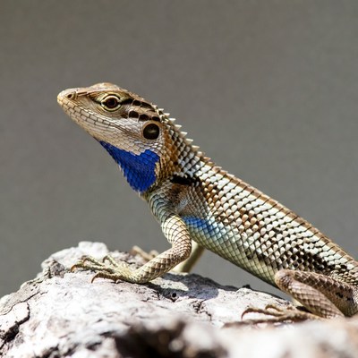 Lizard with blue throat on rock
