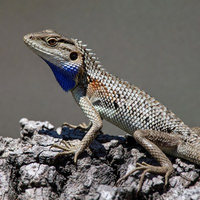 Lizard with blue throat on rock