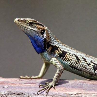Blue-throated lizard on rock