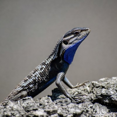Blue-throated lizard on rock