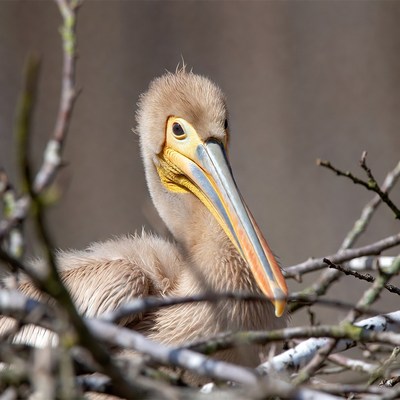 Baby pelican in branches