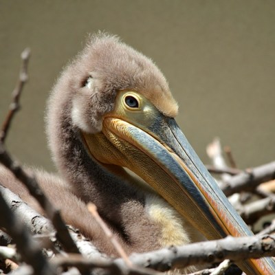 Baby pelican in nest