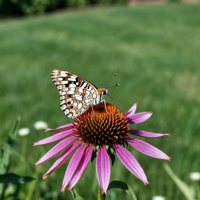 Butterfly on pink coneflower
