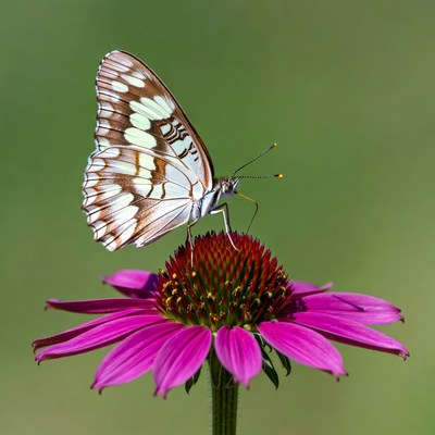 White Admiral Butterfly on Pink Coneflower