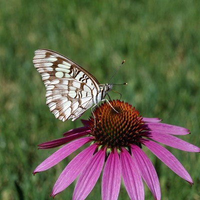 White butterfly on pink coneflower