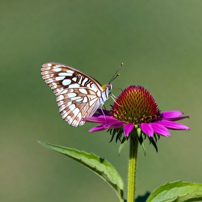 White butterfly on purple coneflower