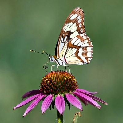 White-barred butterfly on pink coneflower