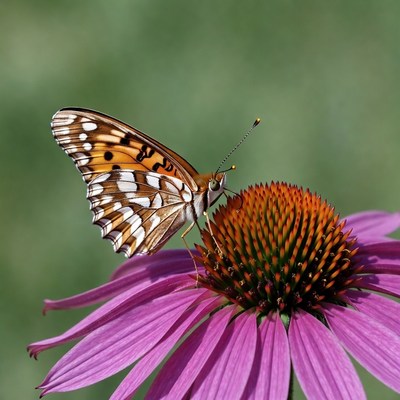 Orange butterfly on pink coneflower
