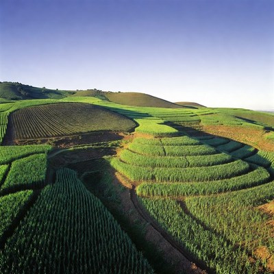 Terraced Rice Fields on Hills