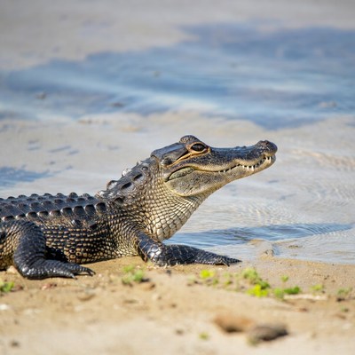 Alligator lying on shallow water shore