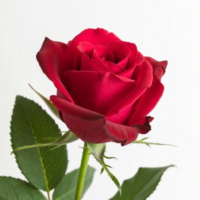 Red Rose on White Background