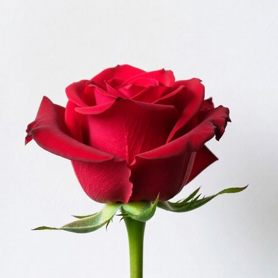 Red Rose on White Background
