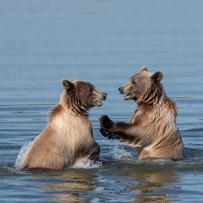 Two grizzly bear cubs playing in water