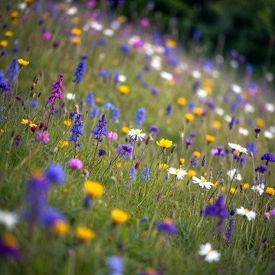 Colorful wildflower meadow in bloom