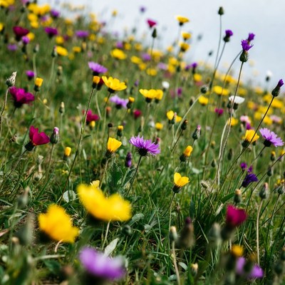 Colorful wildflower meadow field