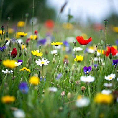 Colorful wildflowers in green meadow