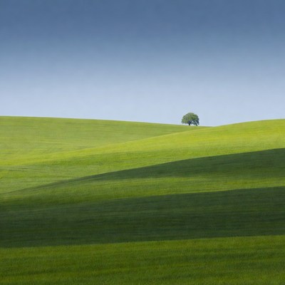 Lone Tree on Rolling Green Hills