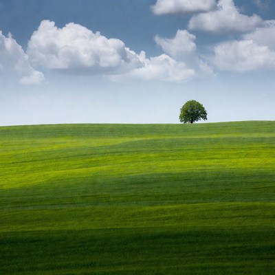 Lone Tree on Green Rolling Hills