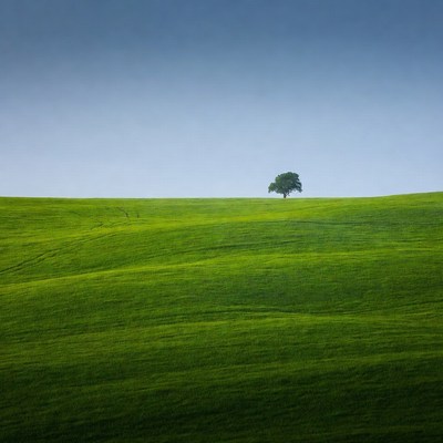 Lone Tree on Green Hills
