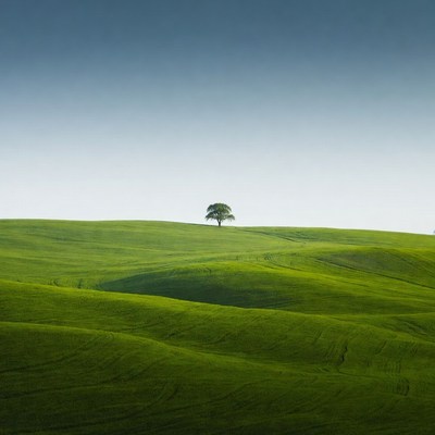 Lone Tree on Rolling Green Hills