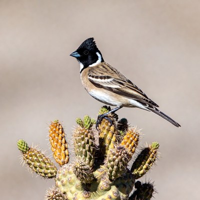 Bird perched on prickly pear cactus