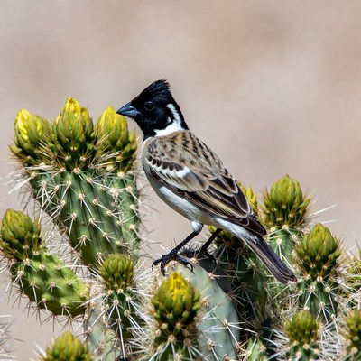 Sparrow perched on cactus