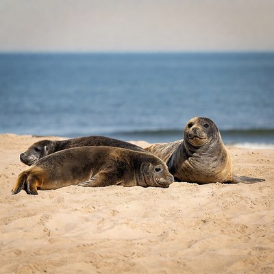 Three seals lounging on beach