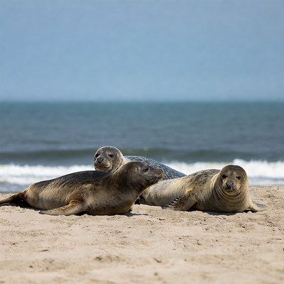 Group of seals on beach