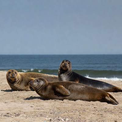 Three seals lounging on beach