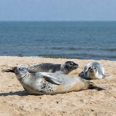 Harbor seals resting on beach