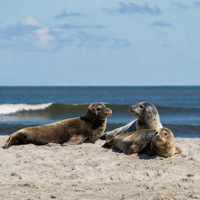 Harbor seals lounging on beach