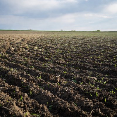 Freshly planted field with sprouts