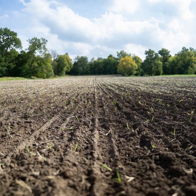 Young corn field under cloudy sky