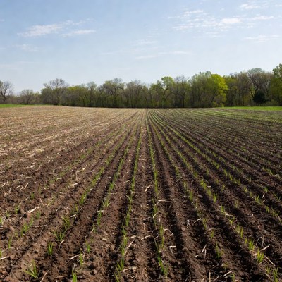 Rows of young crops in plowed field
