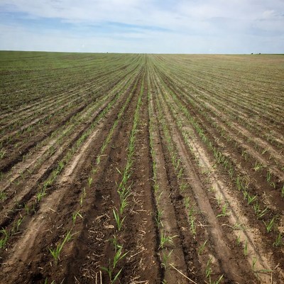 Rows of young corn plants in field
