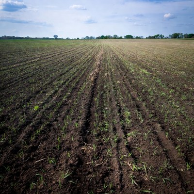Rows of young crops in plowed field
