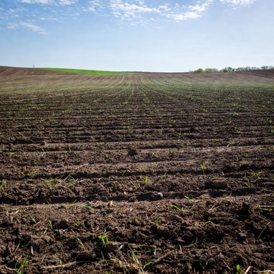 Rows of young crops in plowed field