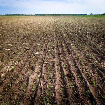 Corn Field Rows with Young Shoots
