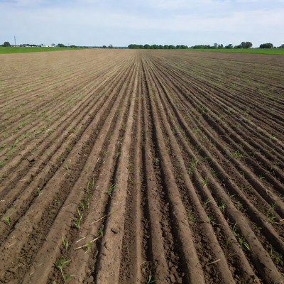 Rows of young plants in plowed field