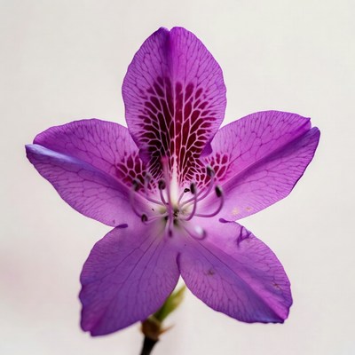 Purple flower on white background