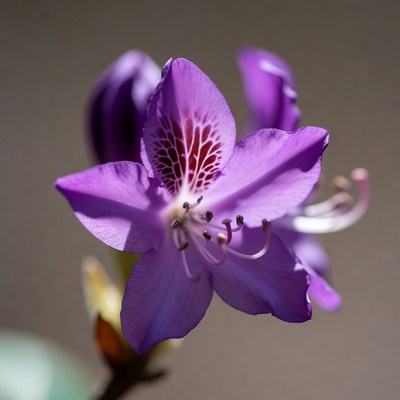 Purple flower close-up