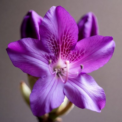 Purple Clivia Flower Bloom