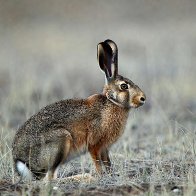 Brown hare standing in grass