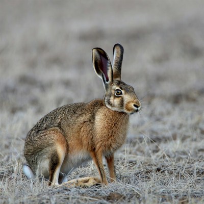 Jackrabbit standing in dry grass