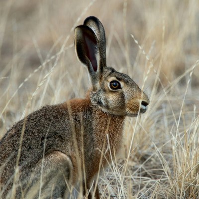 Jackrabbit in dry grass